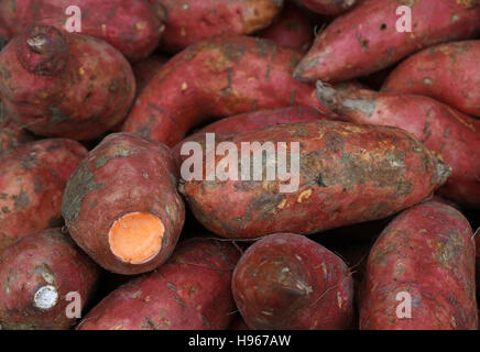 Crudo fresco red patata dolce (Ipomoea batatas) radici sul mercato al dettaglio Foto Stock