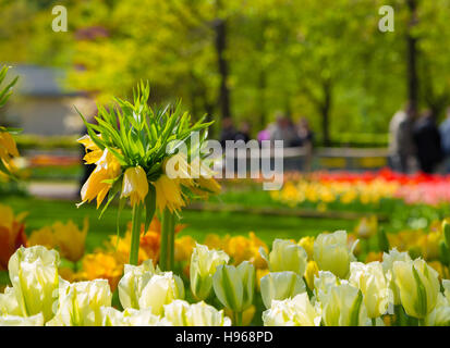 La corona imperiale fiore giallo in un letto di tulipani Foto Stock