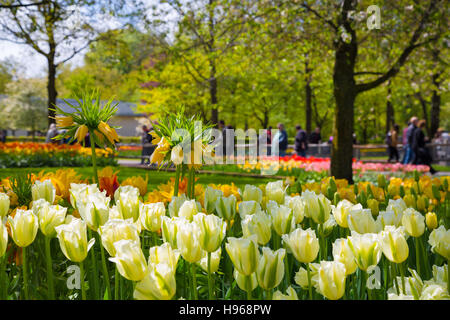 La corona imperiale fiore giallo in un letto di tulipani Foto Stock