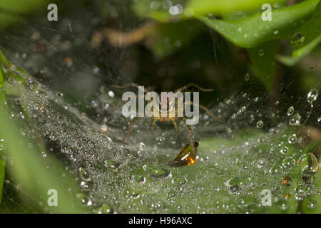 Imbuto spider web, Pavana, distretto di Pune, Maharashtra, India Foto Stock