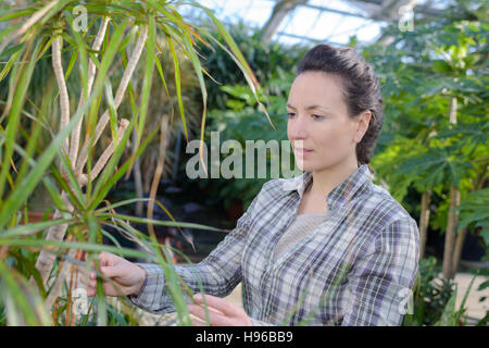 Giardiniere femmina esaminando delle piante in serra Foto Stock