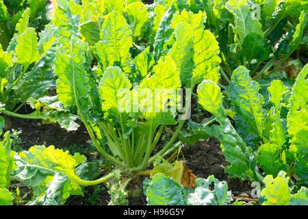 La barbabietola da zucchero; Beta vulgaris; foglie; Norfolk; Inghilterra; Novembre Foto Stock