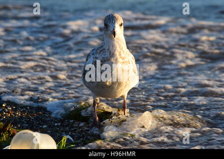 Un anello di teenager-fatturati gull sorge nel surf al tramonto. Foto Stock