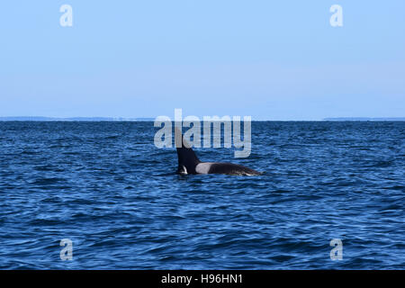 L'orca vecchio Thom è macchiato le immersioni nella Baia di Fundy. Foto Stock