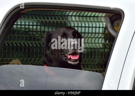 Un cane nero a partire da pant nel sedile posteriore di un carrello in un giorno caldo in Alberta Canada. Foto Stock