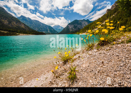 Ampia vista del lago Plansee con il tarassaco nella parte anteriore Foto Stock