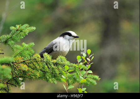 Un gray Jay (Perisoreus canadensis) appollaiato su un ramo di un albero di Natale nelle zone rurali di Alberta in Canada Foto Stock