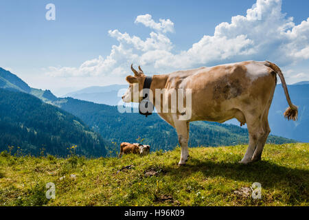 Mucca che si affaccia sulle Alpi in Svizzera vicino Bachsee Foto Stock