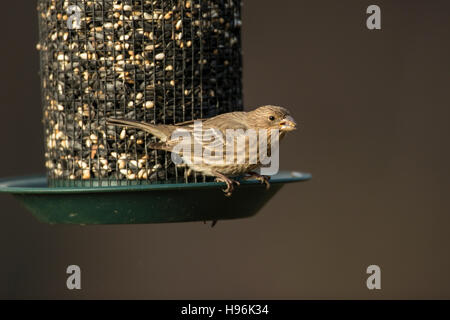 Casa femmina Finch appollaiato su un seme alimentatore. Foto Stock