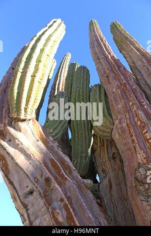 Grande elefante Cardon cactus Foto Stock