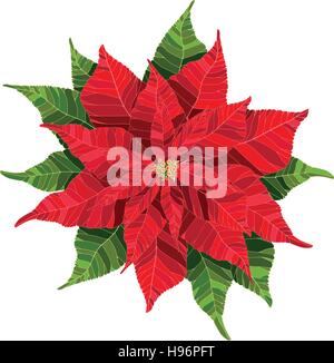 Red poinsettia flower realistico illustrazione vettoriale, Natale e Anno Nuovo Fiore Illustrazione Vettoriale