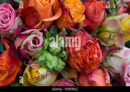 Bouquet di rose, campo coltivato a Roses Foto Stock