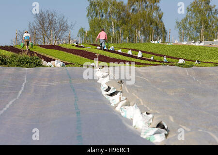 Coperto i campi di vegetali, irrigazione, vegetale gli agricoltori, vicino Mittelzell, isola di Reichenau, Lago di Costanza, Baden-Wuerttemberg Foto Stock