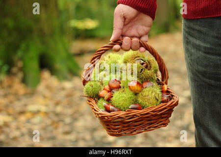 Appena foraged castagne (castanea sativa) eseguito in un cesto attraverso inglese antico bosco in una bella giornata autunnale, Sheffield, Yorkshire Regno Unito Foto Stock