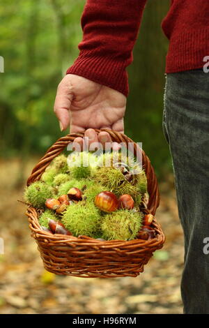 Appena foraged castagne (castanea sativa) sono portati in un trug attraverso inglese antico bosco in una bella giornata autunnale, Sheffield, Yorkshire Regno Unito Foto Stock
