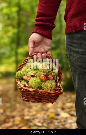 Appena foraged castagne (castanea sativa) eseguito in un cesto da maschio nel bosco inglese in una bella giornata autunnale, Sheffield,Yorkshire Regno Unito Foto Stock