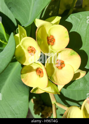 Euphorbia fiori per la famiglia comunemente chiamato "L E EUFORBIE". Foto Stock