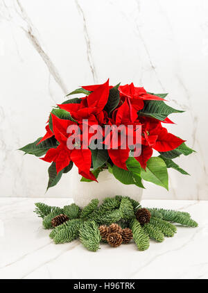 Red poinsettia fiore con albero di natale rami sulla pietra di marmo sullo sfondo Foto Stock