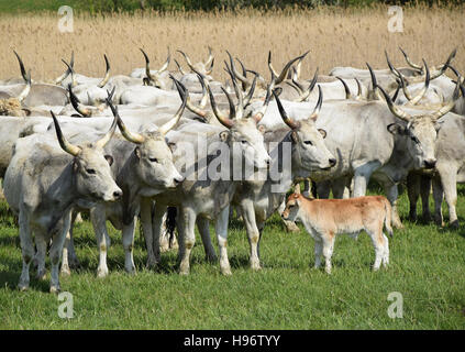 Grigio cattles selvatico Foto Stock