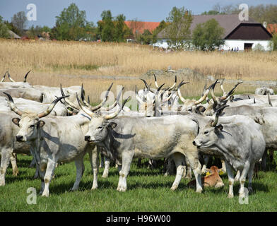 Grigio cattles selvatico Foto Stock