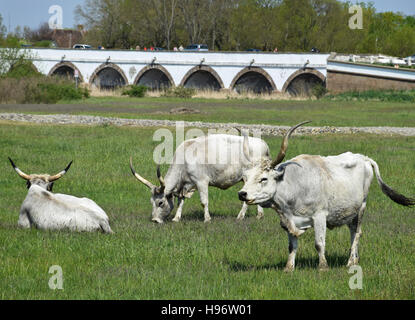 Grigio cattles selvatico Foto Stock