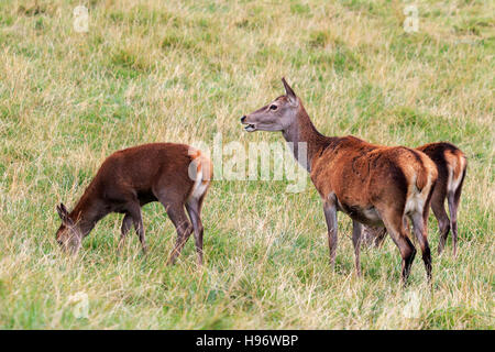 Tre Hind Cervi pascolare durante la stagione di solchi in Perthshire Scozia Scotland Foto Stock