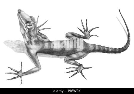 Lizard disegnati a mano illustrazione in stile di disegno Foto Stock