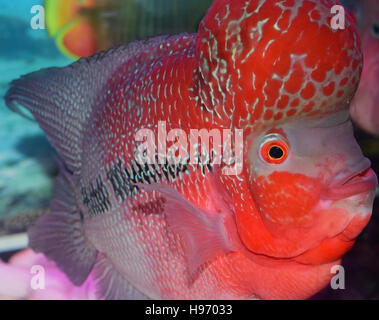 Faccia vista di Flowerhorn cichlids ornamentali pesci di acquario Foto Stock