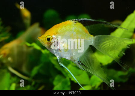 Angelfish pesci d'acquario Foto Stock