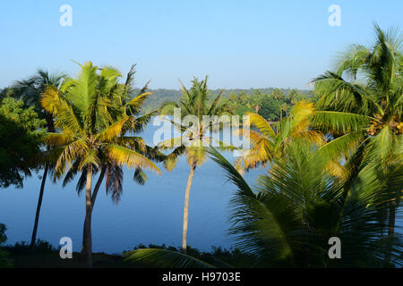 Bellissimo paesaggio del Kerala e lagune con vista panoramica di alberi di cocco Foto Stock