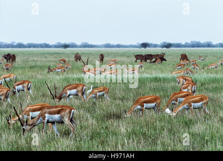 Blackbuck indiano, (Antilope cervicapra), mandria mista di maschio e femmina che pascola con Nilgai,Blackbuck Parco Nazionale,Gujarat, India Foto Stock