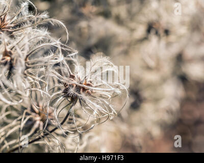 Close up di Clematis vitalba noto anche come uomo vecchio con la barba Foto Stock