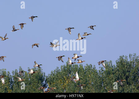 Anas platyrhynchos, Germano reale o anatra selvatica in flyng Mari e Pauli pond, Sardegna Foto Stock