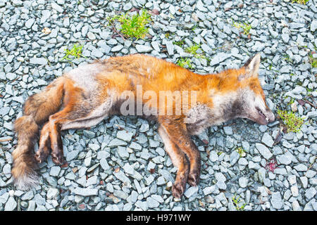 Un morto con fox rogna sarcoptica Foto Stock