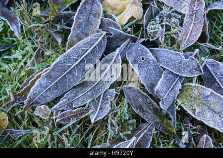 La mattina presto il gelo su erba e foglie cadute, Milton Cambridge Cambridgeshire England Regno Unito Foto Stock