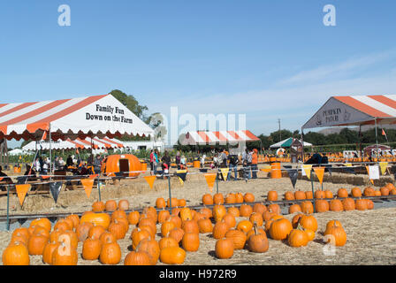 Famiglia Zucca Patch Foto Stock