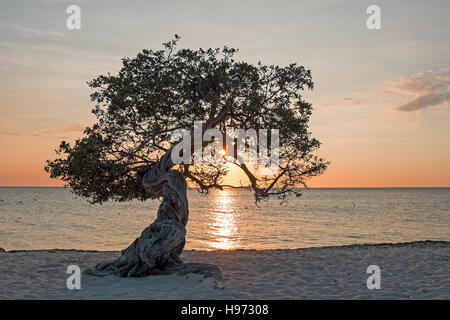 Divi divi tree su Aruba isola nel mare dei Caraibi al tramonto Foto Stock