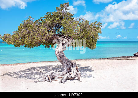 Divi divi tree su Aruba isola del Mar dei Caraibi Foto Stock