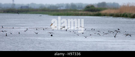 Allattamento misto gregge di sterne e cormorani, il Delta del Danubio, Romania. Foto Stock