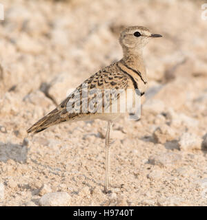 Doppia Courser nastrati Bird in piedi sul suolo, visto in Namibia, africa. Foto Stock