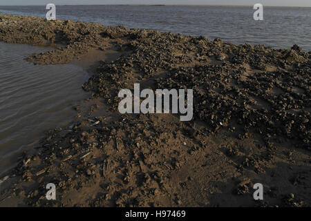 Cozze e vongole rasoio sul Nord parete di formazione del fiume Ribble, guardando a monte, Fairhaven, Lytham St Annes, Regno Unito Foto Stock