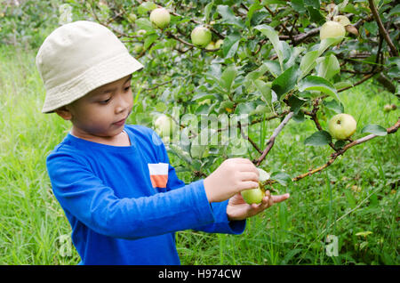 Un ragazzo la raccolta di mele, in piantagioni di apple a Malang, East Java Foto Stock