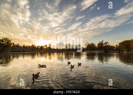 Tramonto su un laghetto con oche nuoto in primo piano. Foto Stock