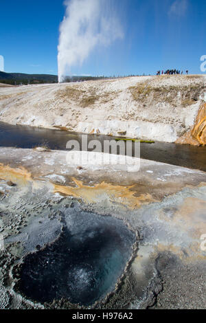 Cone geyser eruzione nel parco nazionale di Yellowstone, STATI UNITI D'AMERICA Foto Stock