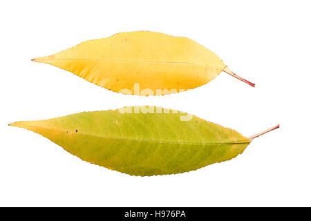 Set di due foglie di autunno in differenti stati di appassimento isolati su sfondo bianco Foto Stock