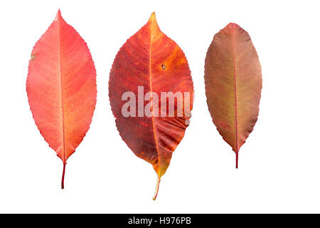 Set di tre foglie di autunno in differenti stati di appassimento isolati su sfondo bianco Foto Stock