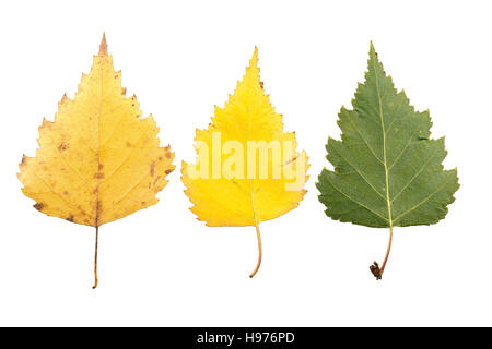 Set di tre foglie di autunno in differenti stati di appassimento isolati su sfondo bianco Foto Stock