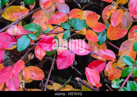 Vivacemente colorato Foglie di autunno su un arbusto gaden. Foto Stock