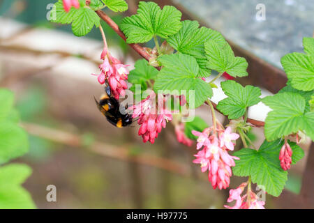 Bee alimentazione corrente rosso bush fiori in un giardino inglese Foto Stock