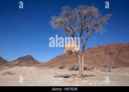 Tessitore sociale nido in Namibia Foto Stock